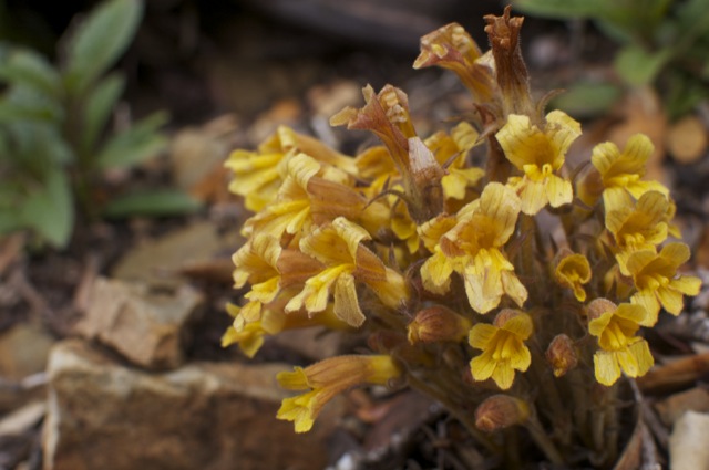 Parasitic plant - in the Orobanche genus.