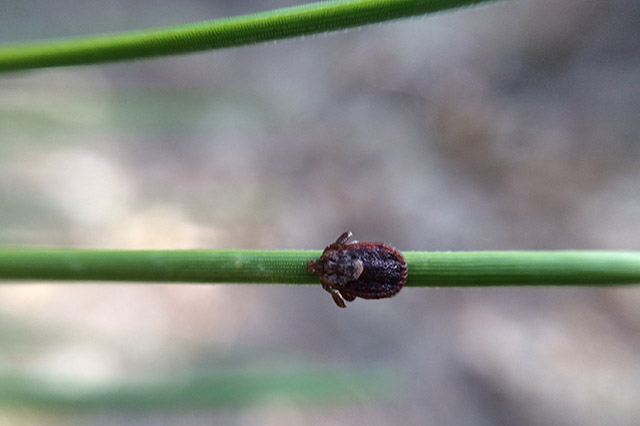 Gross tick!  Spotted on a pine needle next to the trail.
