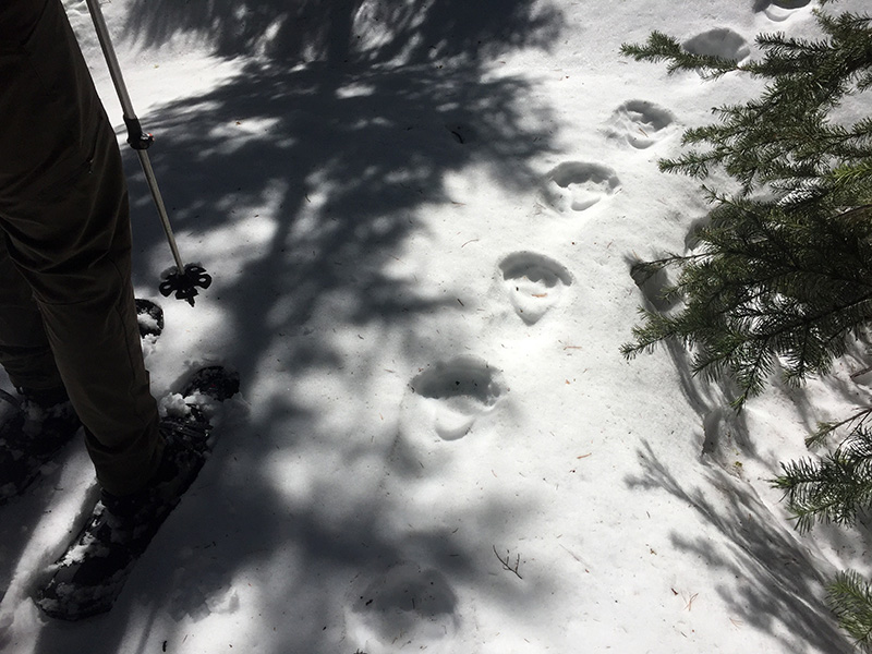 Bear tracks.